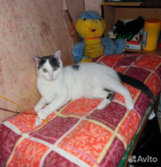 Кошки бесплатно