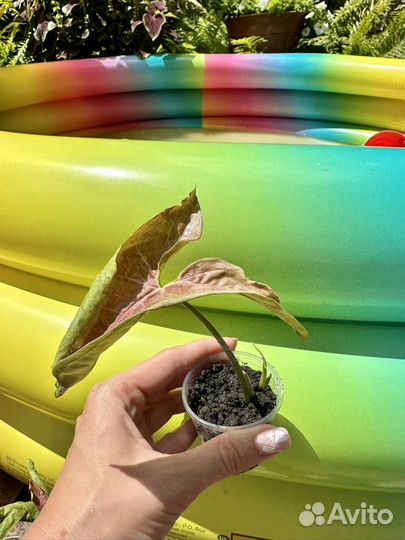 Сингониум неон