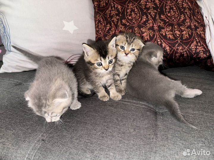 Британские котята