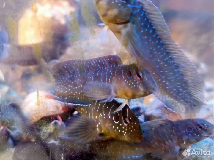 Морская рыбка (Черноморская собачка)