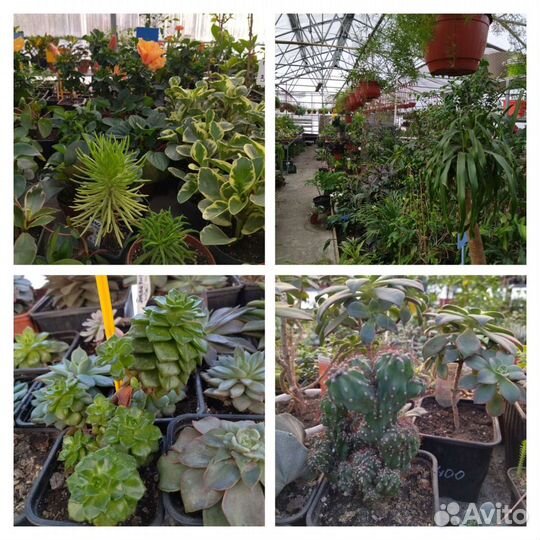Эхеверии и др суккуленты из питомника растений