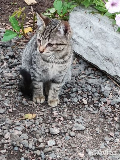 Котенок в добрые руки