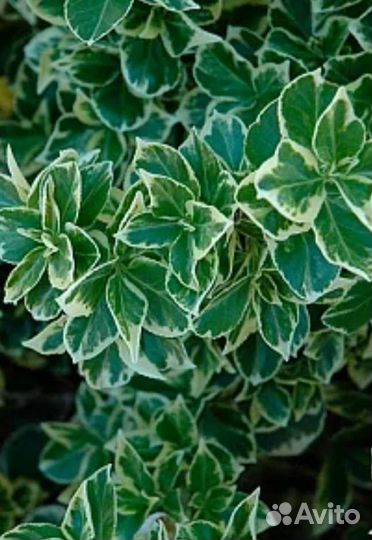 Бересклет форчуна Эмеральд Гайетти