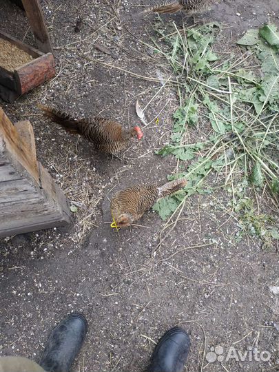 Золотой фазан