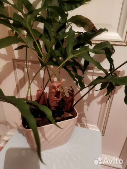 Папоротник Дринария дуболистная