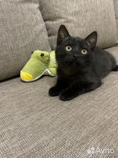 Котята от британской кошки