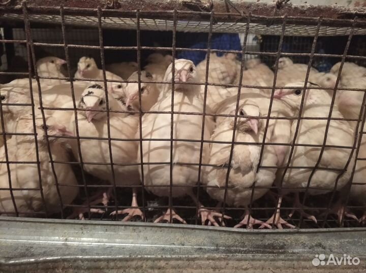 Продаются перепела техасец