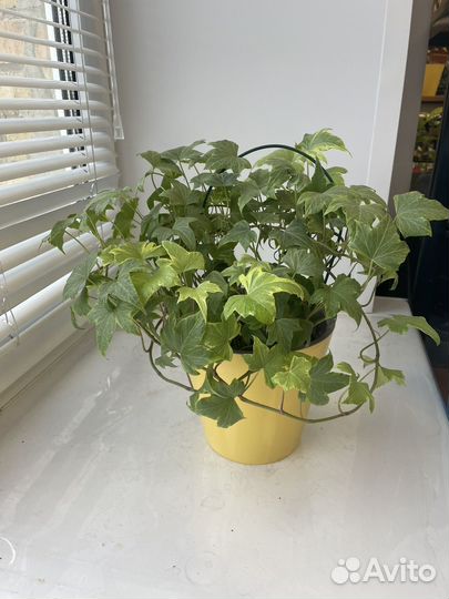 Плющ хедера