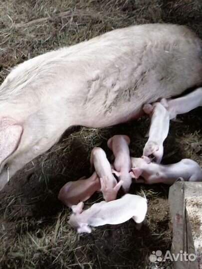 Поросенок ландрас кб