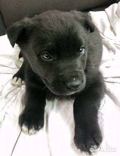 Малыши в дар