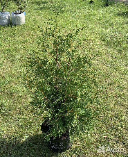 Туя брабант