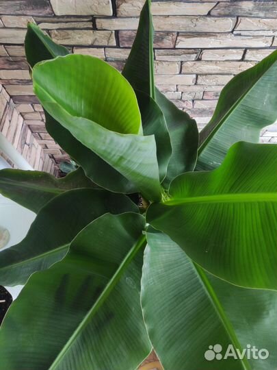 Банан, плодовая экзотика