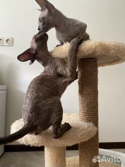 Корниш-рекс котята с документами, 3 мес