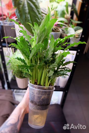 Калатея Руфибарба Блю Грасс