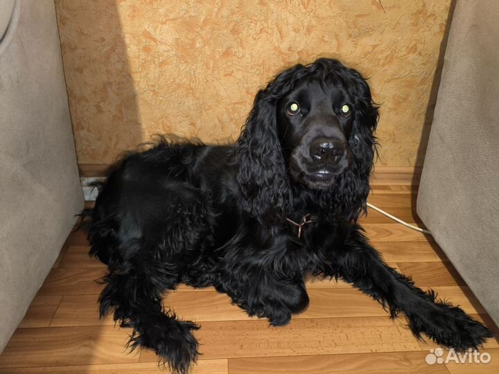 Продам Русского Спаниэля