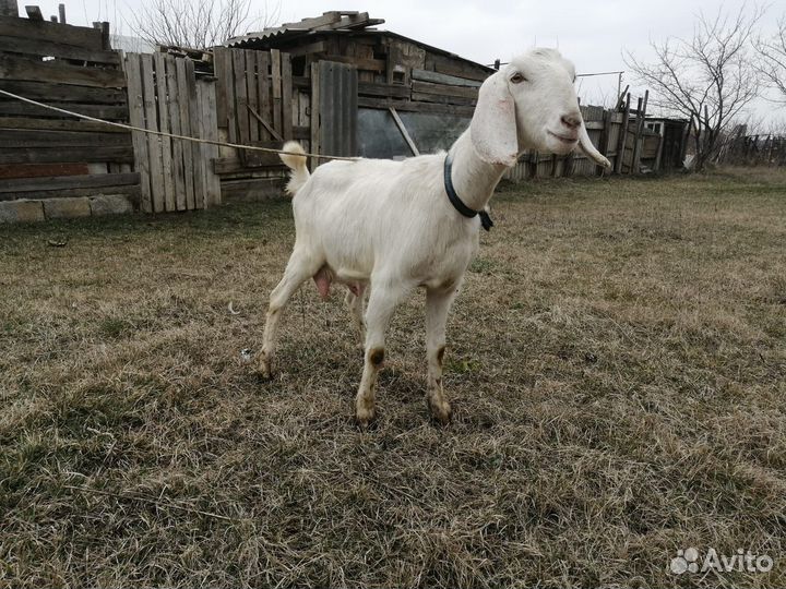 Англо нубийские козы дойные