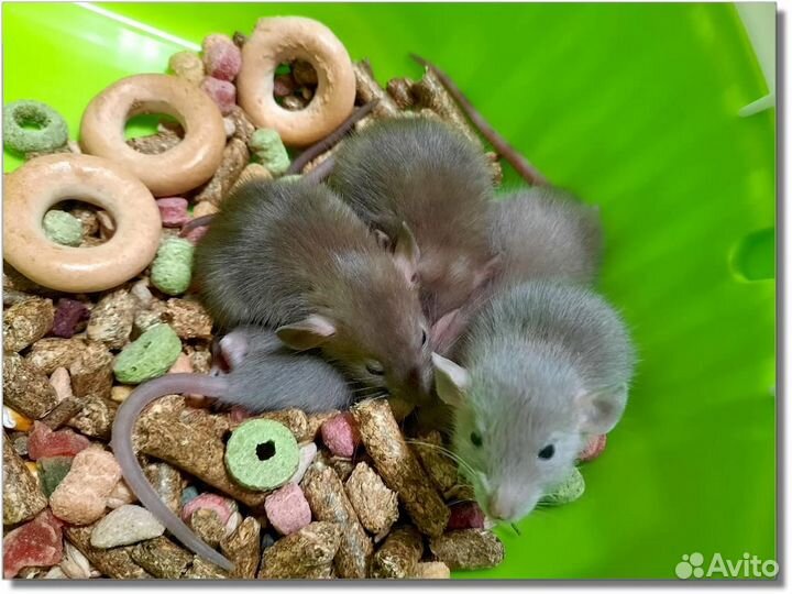 Крысы (Дамбо). Крысята (шоколадные)