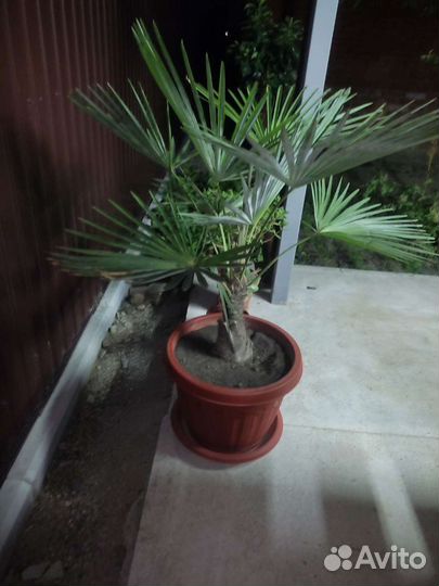 Пальма большая