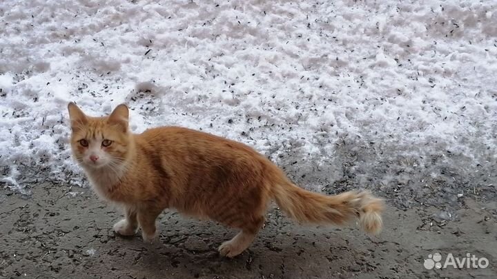 Отдам котика 8 месяцев