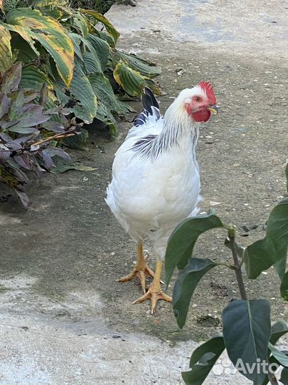 Петух адлерский