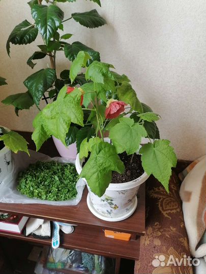 Бегония декоративно лиственная