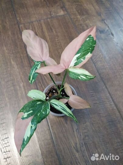 Сингониумы