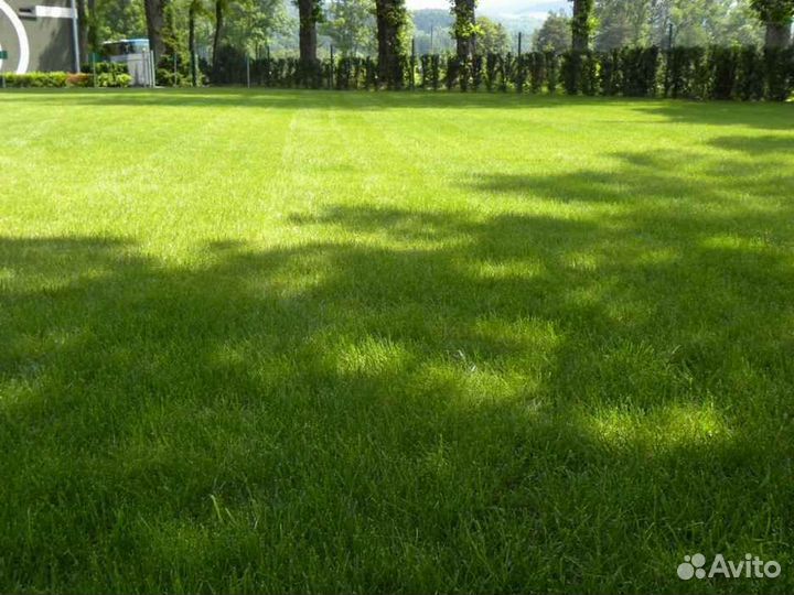 Рулонный газон мятлик