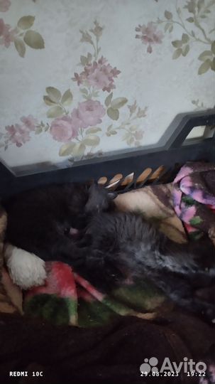 Отдадим в добрые руки 2х замечательных котят