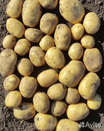 Картофель деревенский, картошка своя