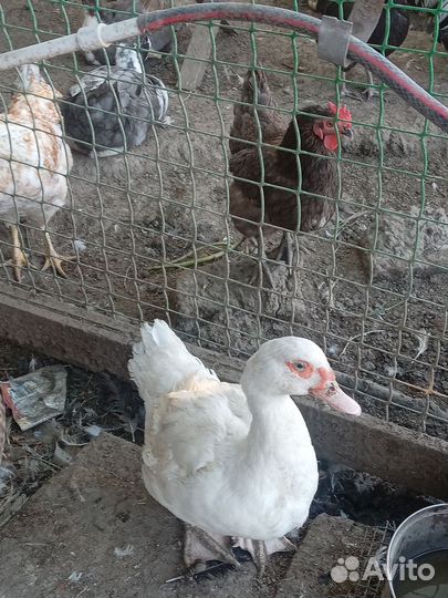 Домашняя птица