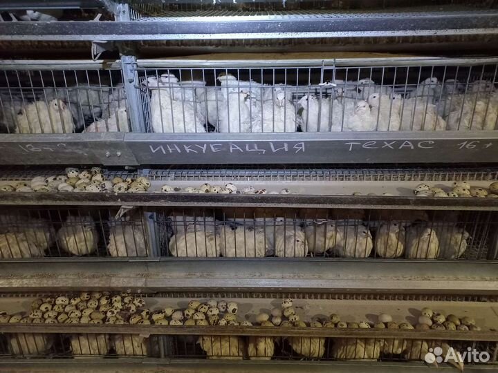 Перепела несушки