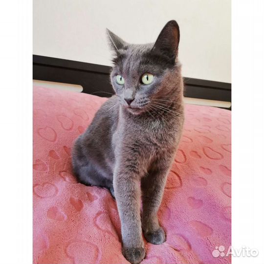 Кошечка в добрые руки