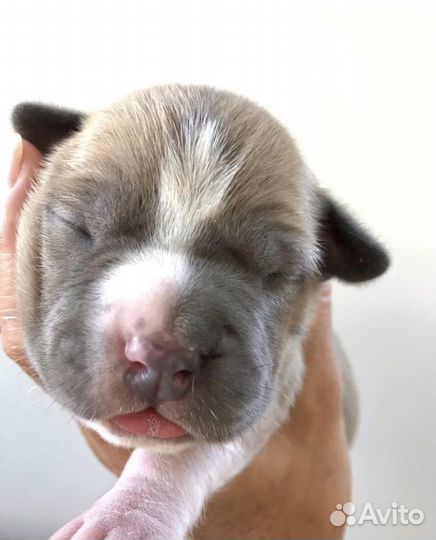 Щенки амстаффа