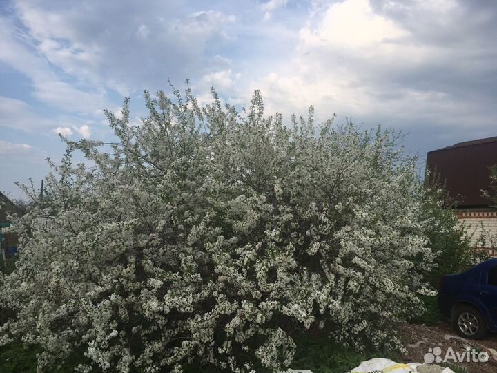 Слива и вишня в контейнерах