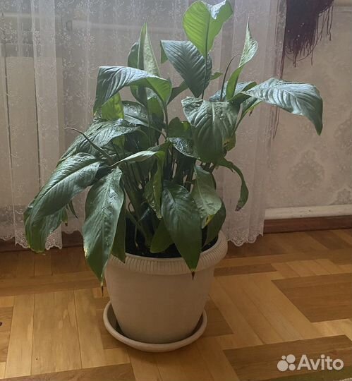 Спатифиллум