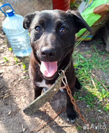 Собака в добрые руки. Доставка