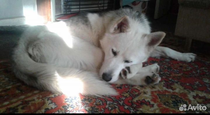 Хаски в добрые руки