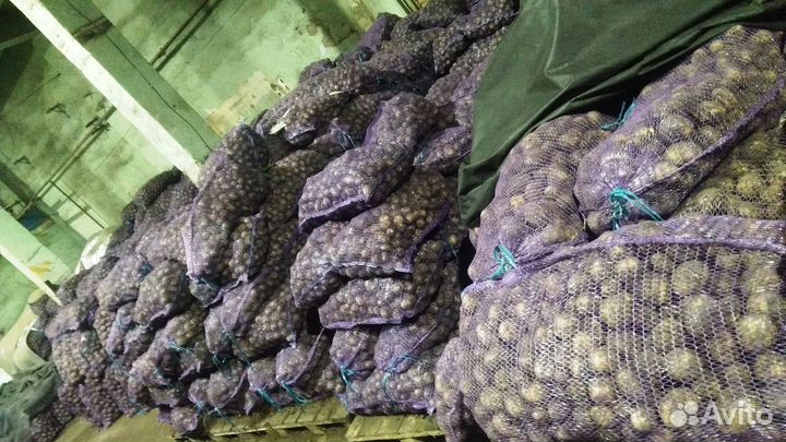 Свежий картофель