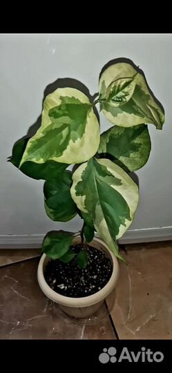 Бугенвиллии вариегатные 3 сорта