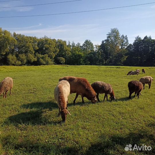 Курдючные бараны овцы