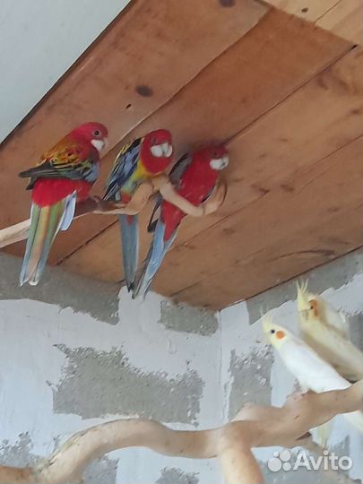 Попугаи для разведения