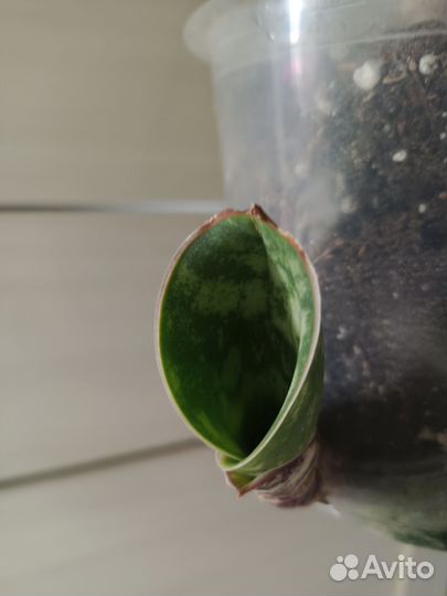 Сансевиерия