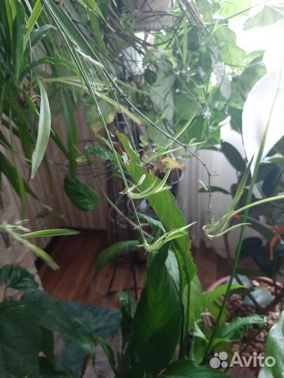 Хлорофитум