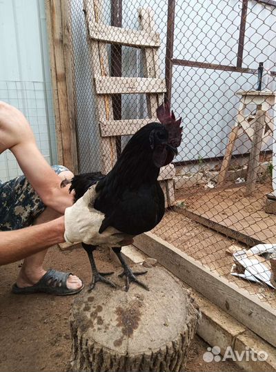 Петухи Амераукан,Маран,Ухейилюй