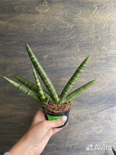 Сансевиерия цилиндрическая