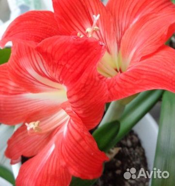 Амарилис, Орхидея. Замиокулькас