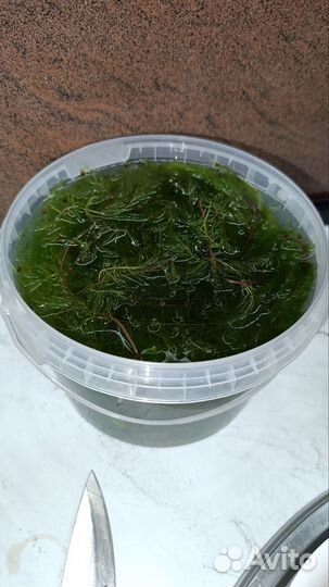 Аквариумное растение