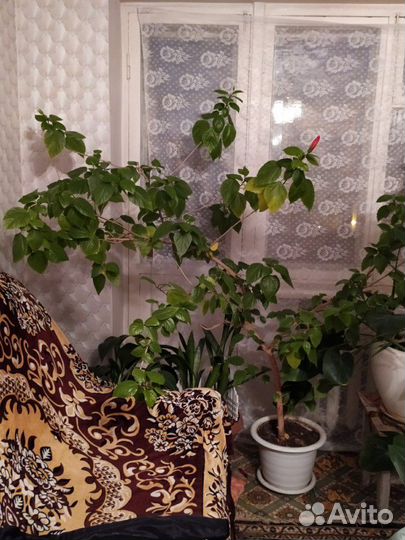 Китайская роза