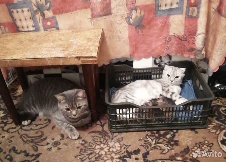 Шотландский кот вязка