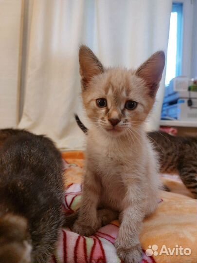Котята в добрые руки даром